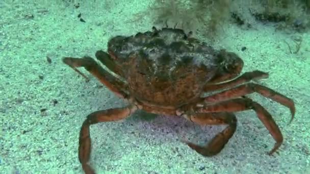 Landkrabben (carcinus maenas)). — Stockvideo