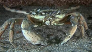 Shore Yengeç (Çingene maenas).