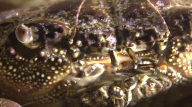 Siğil gibi Yengeç (Eriphia verrucosa).