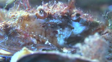 Yüzme Yengeç (Liocarcinus holsatus).