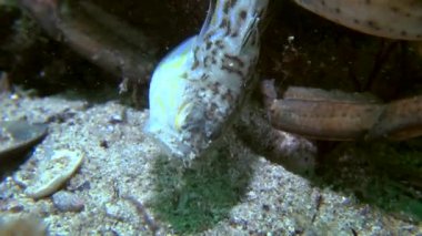 Shore Yengeç (Çingene maenas).