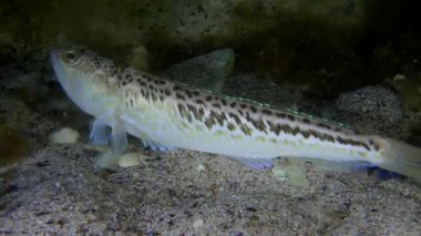 Büyük birliktebir (Trachinus draco).