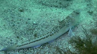 Büyük birliktebir (Trachinus draco).