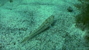 Büyük birliktebir (Trachinus draco).