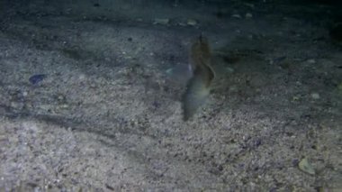 Büyük birliktebir (Trachinus draco).