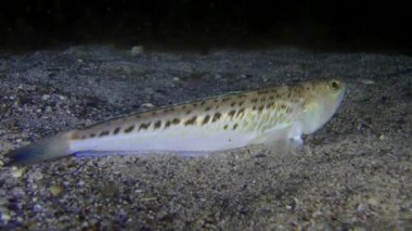 Büyük birliktebir (Trachinus draco).