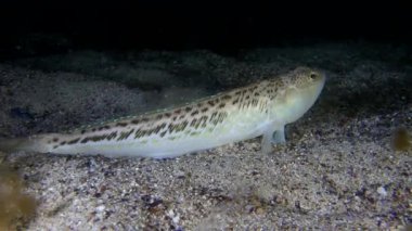 Büyük birliktebir (Trachinus draco).