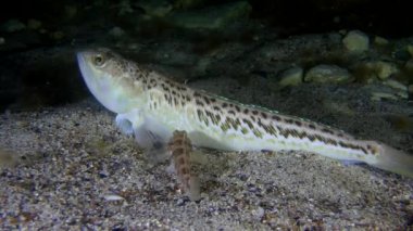 Büyük birliktebir (Trachinus draco).