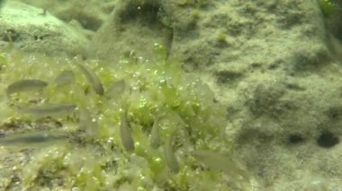 Altın kefal (Liza aurata).