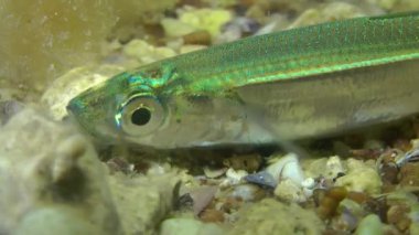 Akdeniz kum (Atherina hepsetus kokuyordu).