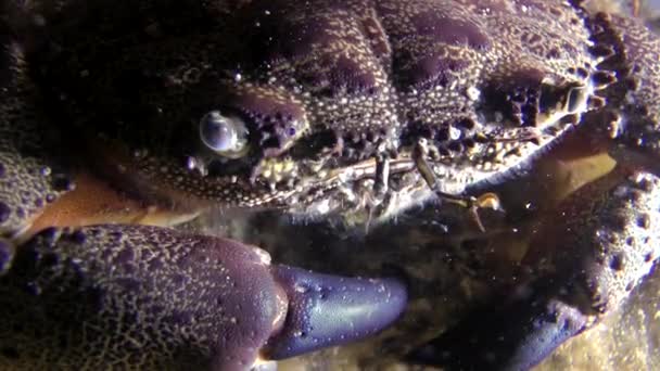 Vårtliknande krabba (Eriphia verrucosa). — Stockvideo