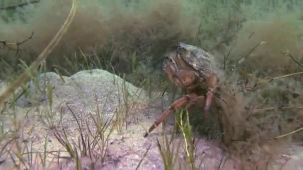 Crabe des rivages (Carcinus maenas) ). — Video