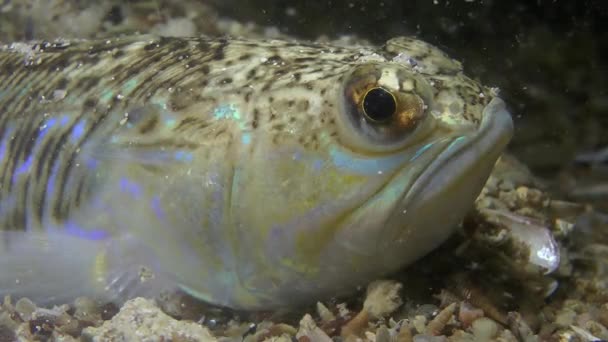 Maior weever (Trachinus draco ). — Vídeo de Stock