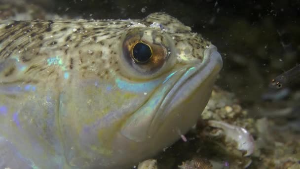 Större fjärsing (Trachinus draco). — Stockvideo