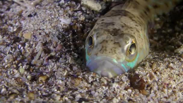 Maior weever (Trachinus draco ). — Vídeo de Stock