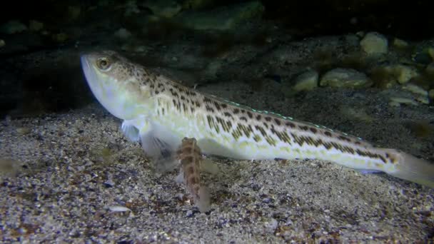 Nagyobb weever (Trachinus draco). — Stock videók