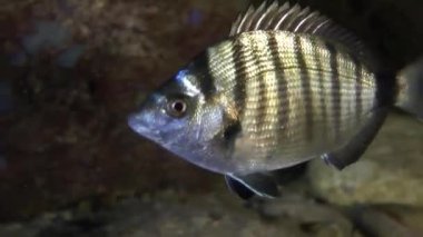 Sharpsnout çupra (Diplodus puntazzo).