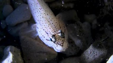 Bucchich'ın kayabalığı (kaya bucchichi).