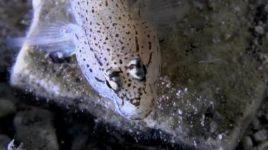 Bucchich'ın kayabalığı (kaya bucchichi).