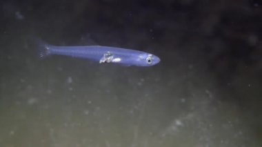 Şeffaf kayabalığı (Aphya minuta).