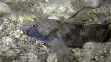 Siyah kaya balığı (kaya Nijer).