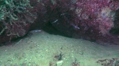 Şeffaf kayabalığı (Aphya minuta).