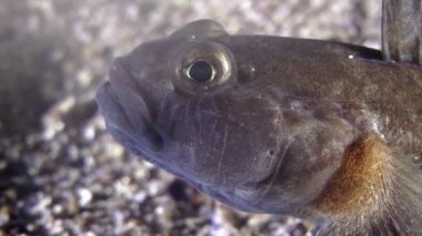 Siyah kaya balığı (kaya Nijer).