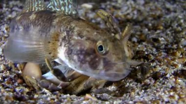 Siyah kaya balığı (kaya Nijer).