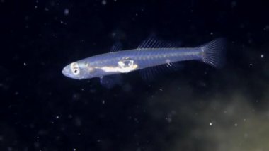 Şeffaf kayabalığı (Aphya minuta).