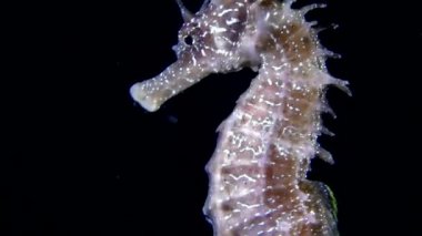Deniz atı (Hippocampus sp.).