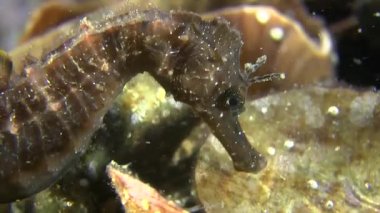 Deniz atı (Hippocampus sp.).