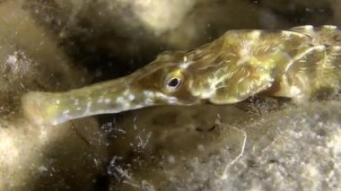 Kalın burunlu pipefish (Syngnathus variegatus).