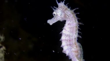 Deniz atı (Hippocampus sp.).