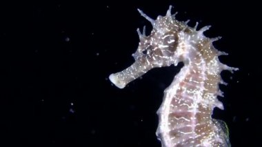 Deniz atı (Hippocampus sp.).