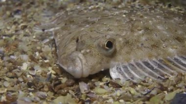 Avrupa pisi balığı (Platichthys flesus).