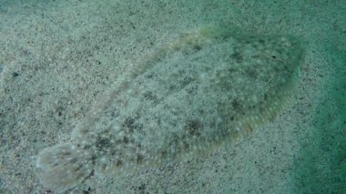 Kum sole (Pegusa lascaris).