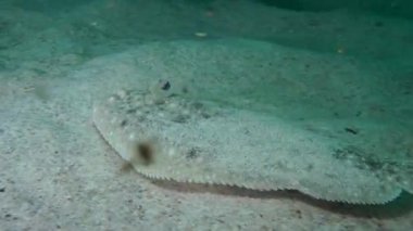 Kum sole (Pegusa lascaris).