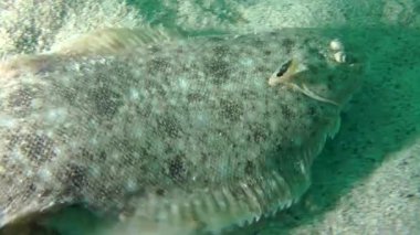 Kum sole (Pegusa lascaris).