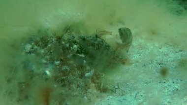 Gri wrasse (Symphodus cinereus).