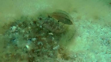 Gri wrasse (Symphodus cinereus).