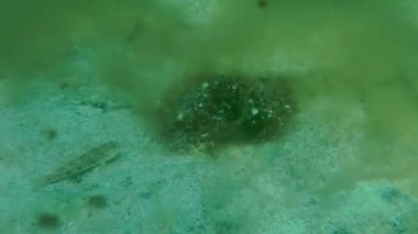 Gri wrasse (Symphodus cinereus).