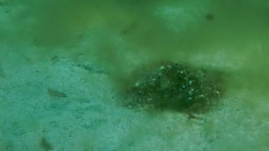 Gri wrasse (Symphodus cinereus).