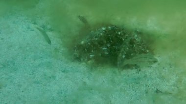 Gri wrasse (Symphodus cinereus).