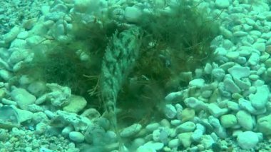 Gri wrasse (Symphodus cinereus).