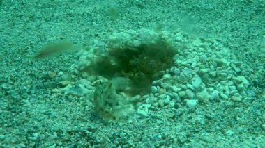 Gri wrasse (Symphodus cinereus).