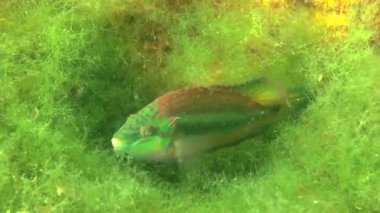 Ocellated wrasse (Symphodus ocellatus).