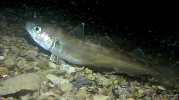 Whiting (Merlangius merlangus). — Wideo stockowe