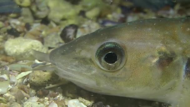 Verdinho (Merlangius merlangus ). — Vídeo de Stock