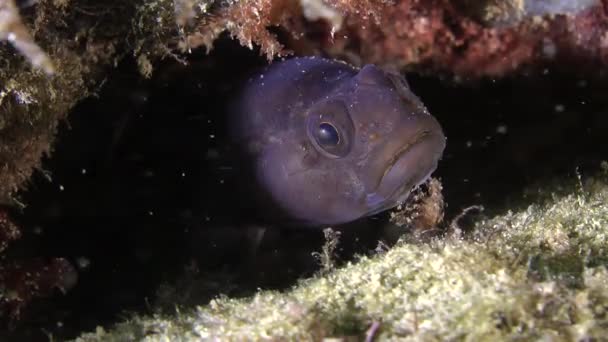 Steingrundel (gobius paganellus)). — Stockvideo