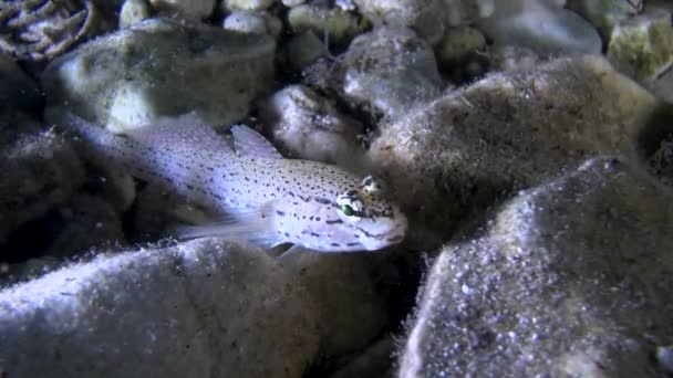 Goby de Bucchich (Gobius bucchichi ). — Vídeo de Stock